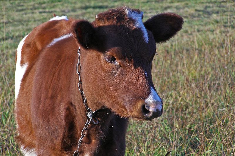 Végétarisme animaux